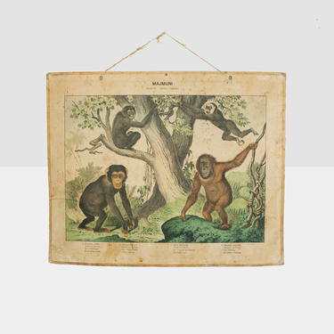 chimpanzee plate, yugoslavian school print, natural history engraving, antique monkey print, monkey engraving, primate engraving, monkeys 