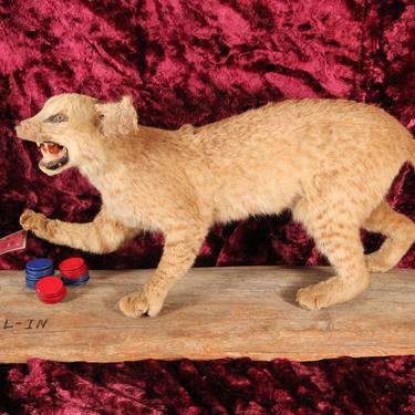 Vintage &quot;All-In&quot; Card Playing Full Body Bobcat Taixdermy Novelty Mount 