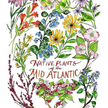 Native Plants of the Mid Atlantic Watercolor Art Print