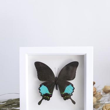 Framed Jungle Jade Butterfly