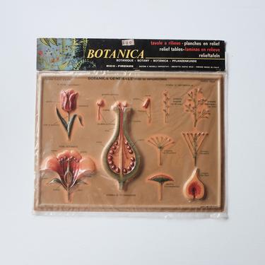 Botanic chart - Italian 