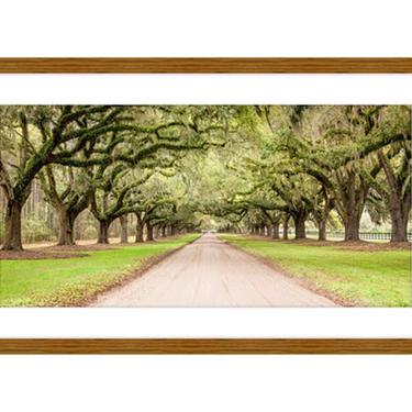 Panoramic Charleston Photo, Travel Photo, Charleston South Carolina Print, Live Oak Tree, Low Country, Spanish Moss, Boone Hall Plantation 