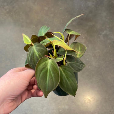 4" Philodendron Mican