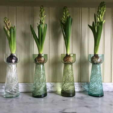 Set of four glass hyacinth bulb forcer vase 