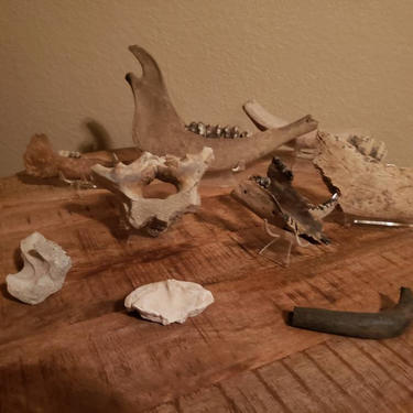 9 Ancient Animal Fossilized Bone Collection from San Diego Zoo Museum! |  Rabid Rabbit Antiques | Austin, TX