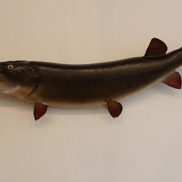 Taxidermy Largemouth Bass Fish