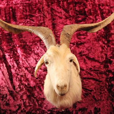 Vintage Twisted Horn Billy Goat Taxidermy Shoulder Mount 