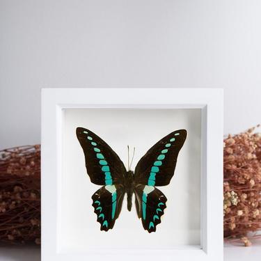 Framed Blue Triangle Butterfly