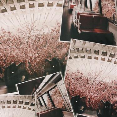 8x10" Cherry Blossom Bundle