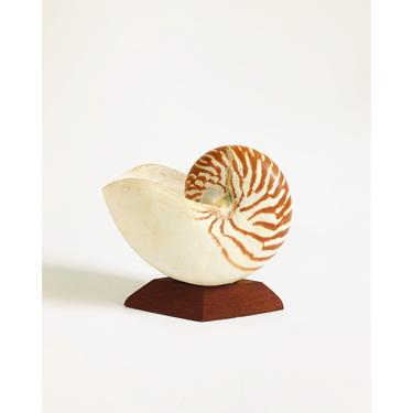 Vintage Nautilus Shell on Wood Base 