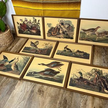 Vintage Set of 8 Framed JJ Audubon Plate Prints 