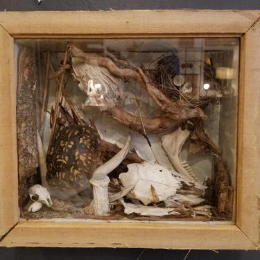 Wildlife and Fossils Framed Diorama 
