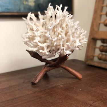 Free Shipping Vintage Mid Century Modern Style Dried coral with unattached driftwood stand decor 