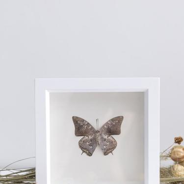 Framed Mottled Leafwing Butterfly Underside
