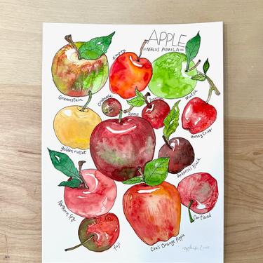 Types of Apples Origional Watercolor Painting