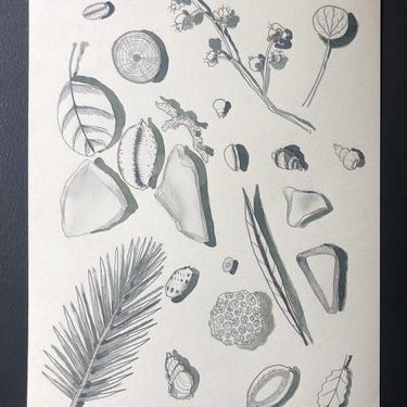 Beach Combing - Seashells, Beach Glass Etc. Original Drawing