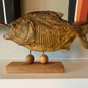Vintage Piranha Taxidermy Tiki Decor 