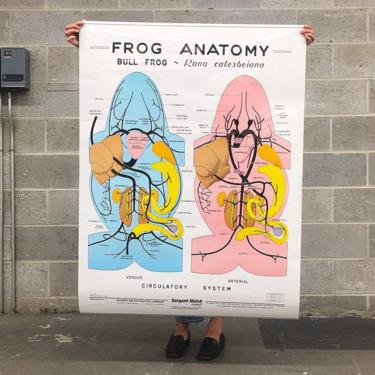 Vintage Frog Anatomy Poster 1990s Retro Size 48x37 Science + School Chart + Sargent-Welch + Bull Frog + Amphibian + Home and Wall Decor 