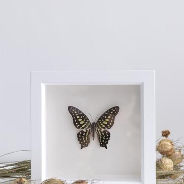 Framed Green Tailed Jay Butterfly