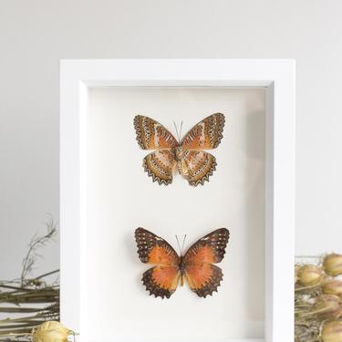 Framed Leopard Lacewing Butterfly Collection