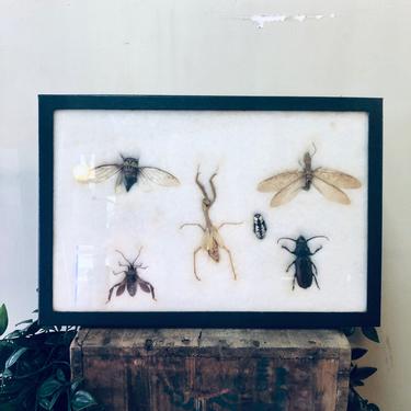 Framed Bugs, Vintage Entomology, Taxidermy, Beetles, Moths, Cicada, Vintage Home Decor, Wall Art, Framed Art, Collection of Bugs, Unique 