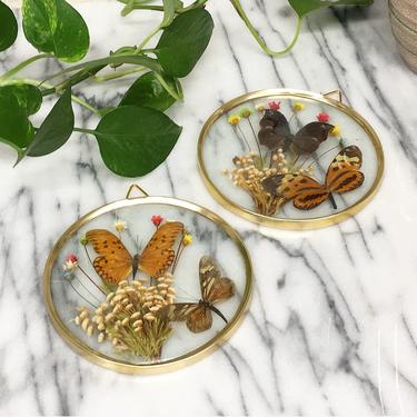 Vintage Butterfly Taxidermy Retro 1970s Pressed Glass + Set of 2 + 4 Butterflies + Flowers + Round + Gold Metal and Clear Glass Frames 