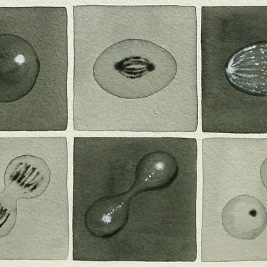 Black and White Mitosis  - original watercolor - cell cycle 