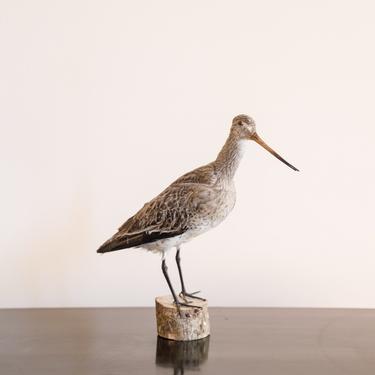 Vintage French Sea Bird on stand, Large