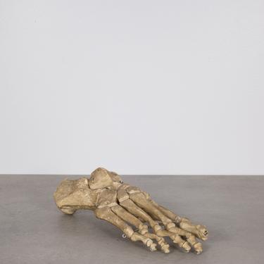 Skeletal Foot Anatomical Teaching Model c.1930