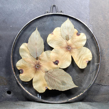 Dogwood Flower Decor - Pressed Dogwood Flowers Between Glass - Hanging Pressed Flowers -Preserved Flowers - White Dogwood | FREE SHIPPING 