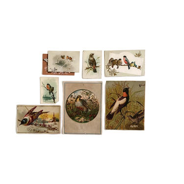 Antique Bird Cards- Lot of 7 
