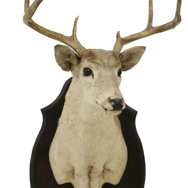 Taxidermy, Whitetail Deer Trophy, Shoulder Mount on Wood, Shield Form, 7 Points!