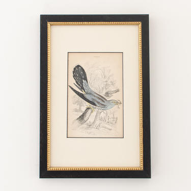 Antique Rare Hand Colored Engravings Framed Cuckoo Bird (Bookplate 24) &amp;quot;The Naturalist's Library&amp;quot; by Sir William Jardine c. 1830 