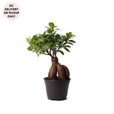 Ficus Ginseng Plant