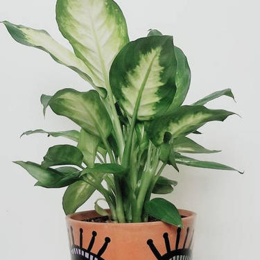 MURSI Collection - Face Print -Terra Cotta Plant Pot 