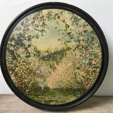 Vintage Canco Fairy Tin, Apple Orchard In Bloom, Cashmere, Washington, Wenatchee Valley 