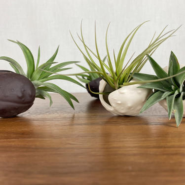 Ceramic Air Planter // Handmade Natural Plant Pod Holder - comes with plant! 