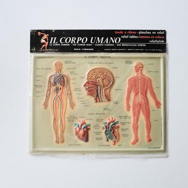 Italian the human body model/chart 