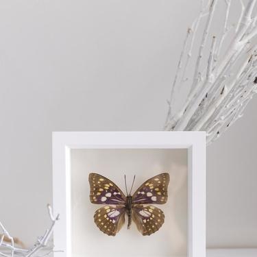 Framed Japanese Emperor Butterfly