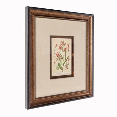 Epipactis Rubra Flower Framed Botanical Print by ModernHill