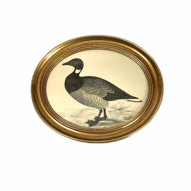 Vintage Mallard Duck Drawing, Oval Gold Framed 
