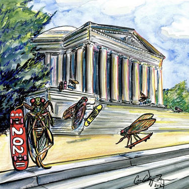 Skcadas- celebrating Brood X in 2021 Washington DC Cicada art by Cris Clapp Logan 