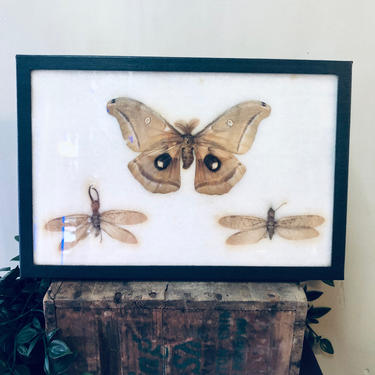 Vintage Framed Art, Entomology, Butterfly Display, Butterfly Collection, Moth Collection, Unique Decor, Vintage Home Decor, Wall Art, Fly 