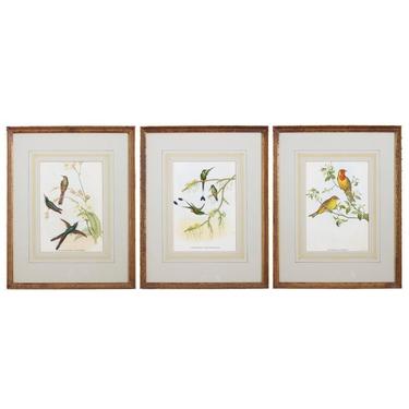 Set of Three Colored Ornithological Prints After Gould by ErinLaneEstate