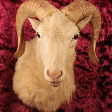 Vintage Dahl Ram Mountain Sheep Goat Taxidermy Shoulder Mount 