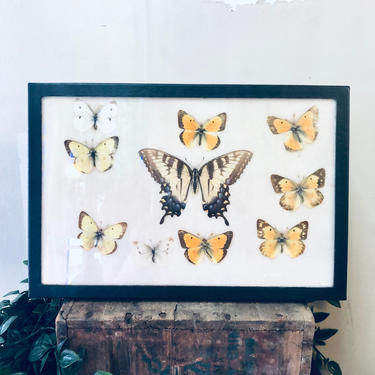 Vintage Framed Butterfly Collection, Entomology, Butterflies, Collection, Framed Butterflies, Art Work, Framed Art, Vintage Home Decor 