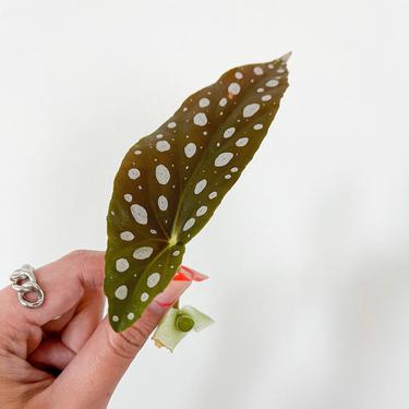 Begonia Maculata (Polka Dot Begonia) LIVE Plant Cutting - Unrooted 
