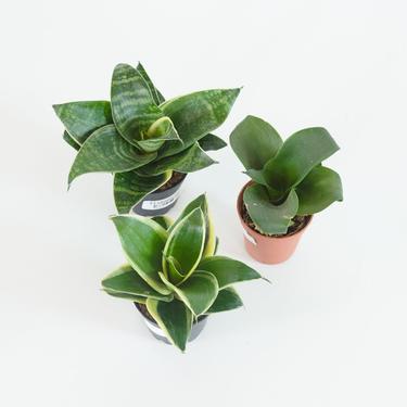 assorted snake plant (Package C)