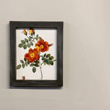 Botanical Print Rose | Redoute French Botanical Roses Print | Flower Print | Vintage Illustration | Framed Print  P J Redoute French Artist 