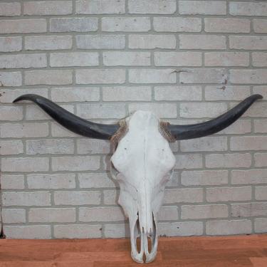 Rustic Authentic Skull Wall Décor